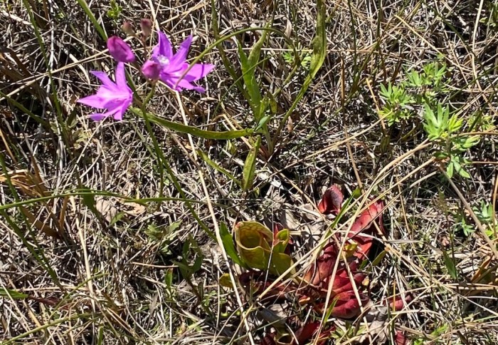 Pitcher Plant and Grass Pink