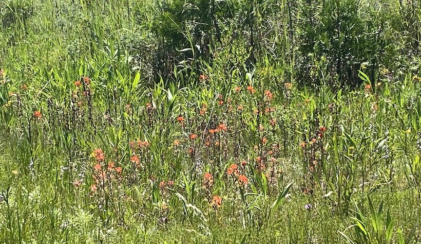 Indian Paintbrush in a meadow