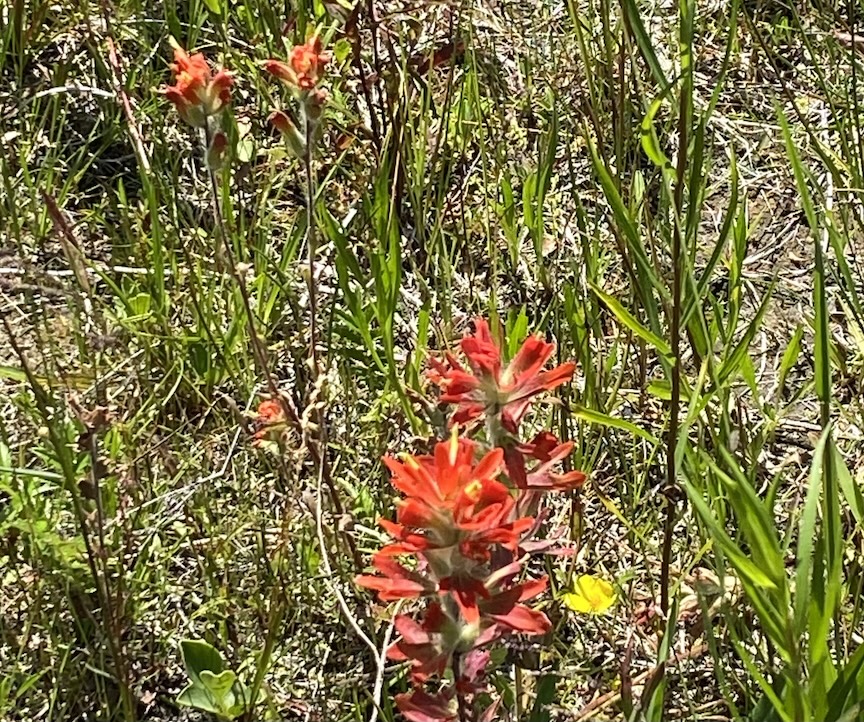 Close-up of Indian Paintbrush
