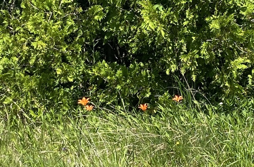 Wood lilies in bloom