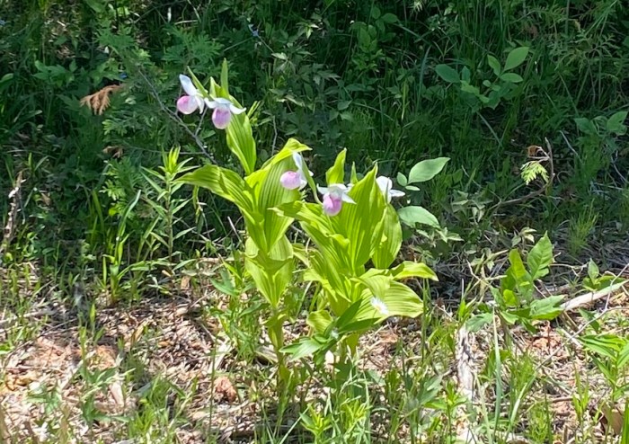 Showy Lady's Slipper in Ontario