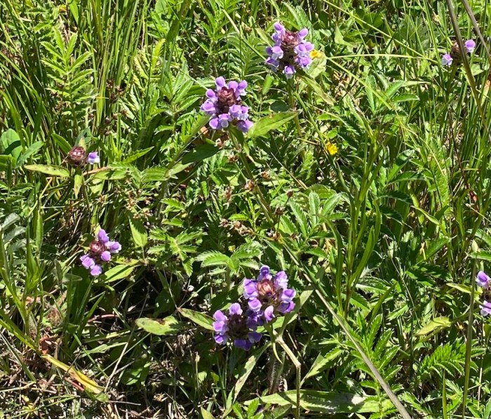 Prunella vulgaris in fen